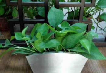 高質量不銹鋼花盆雕塑，享受自然完美烘托